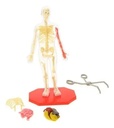 Modelo Anatómico Cuerpo Humano Esqueleto Science Squad 22 Cm 2