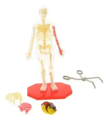 Modelo Anatómico Esqueleto Humano 22 Cm Science Squad Plástico Desmontable 2