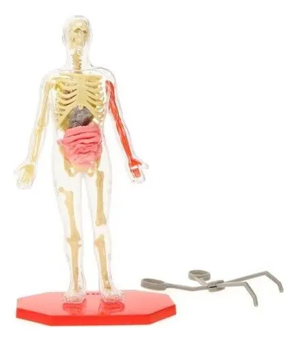 Modelo Anatómico Esqueleto Humano 22 Cm Science Squad Plástico Desmontable 4