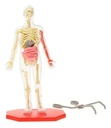 Modelo Anatómico Esqueleto Humano 22 Cm Science Squad Plástico Desmontable 4
